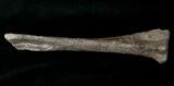 Othnielosaurus Tibia w/ Stand - Bone Cabin Quarry #14730-3